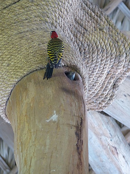 Foto:: Vogelnest im Flughafen / Punta Cana / 23.06.2014 (Foto,Fotos,Bilder,Bild,)