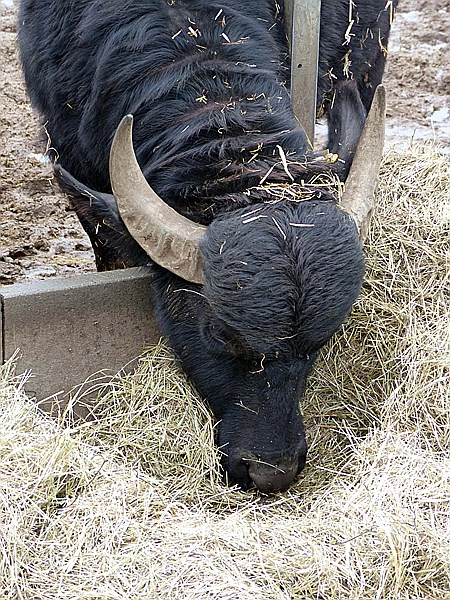 Foto:: Bueffelhof / Beuerbach / 07.12.2014 (Foto,Fotos,Bilder,Bild,)