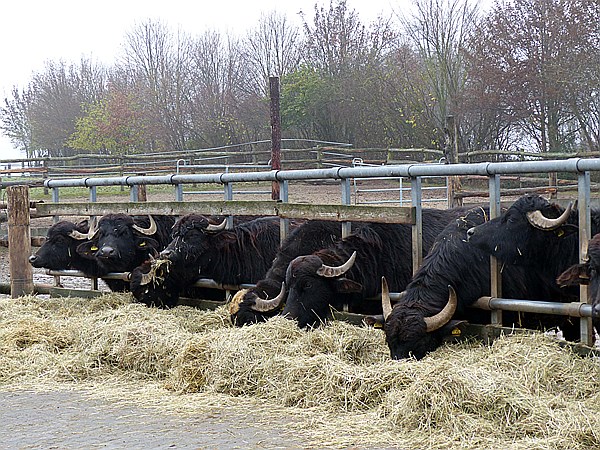 Foto:: Bueffelhof / Beuerbach / 07.12.2014 (Foto,Fotos,Bilder,Bild,)