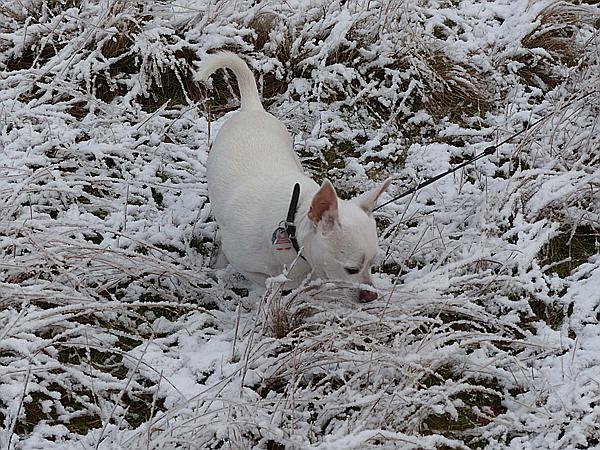 Foto:: Winterwanderung / Oberhaverbeck / 26.12.2014 (Foto,Fotos,Bilder,Bild,)