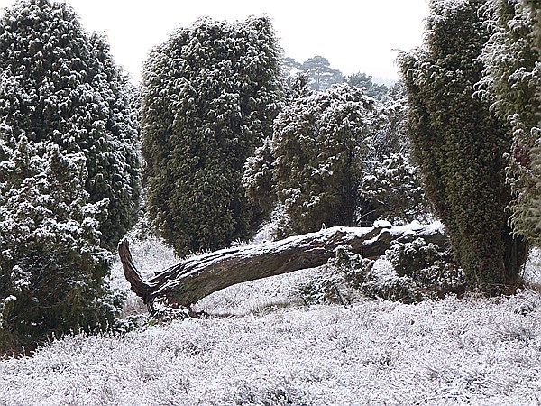 Foto:: Winterwanderung / Oberhaverbeck / 26.12.2014 (Foto,Fotos,Bilder,Bild,)
