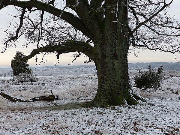 Foto:: Winterwanderung / Oberhaverbeck / 26.12.2014 (Foto,Fotos,Bilder,Bild,)