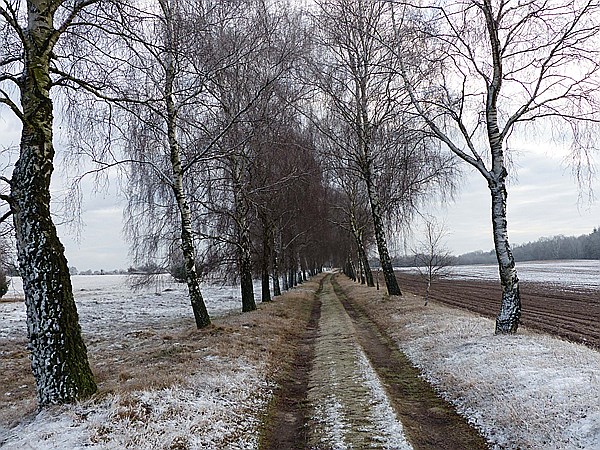 Foto:: Winterwanderung / Oberhaverbeck / 26.12.2014 (Foto,Fotos,Bilder,Bild,)