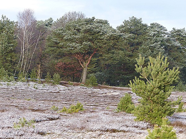 Foto:: Winterwanderung / Oberhaverbeck / 26.12.2014 (Foto,Fotos,Bilder,Bild,)