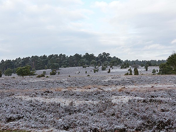 Foto:: Winterwanderung / Oberhaverbeck / 26.12.2014 (Foto,Fotos,Bilder,Bild,)