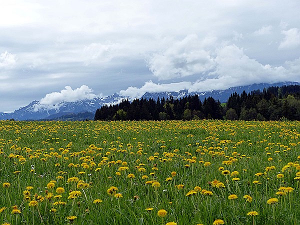 Foto:: Luimooser Weiher / Luimoos / 04.05.2015 (Foto,Fotos,Bilder,Bild,)