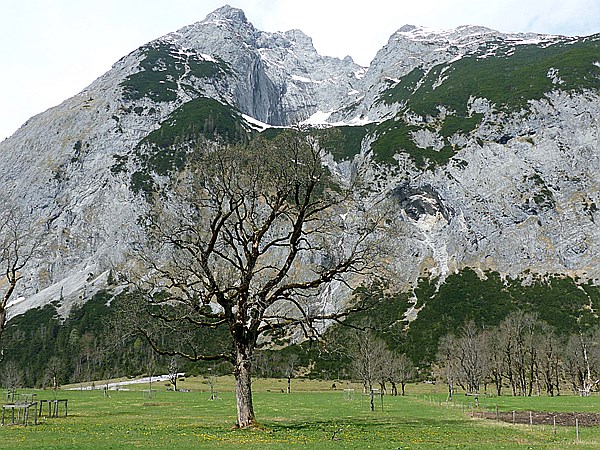 Foto:: Grosser Ahornboden / Eng / 05.05.2015 (Foto,Fotos,Bilder,Bild,)