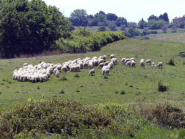 Foto:: Wanderung zum Fluss Cecina / Pomarance / 07.05.2015 (Foto,Fotos,Bilder,Bild,)