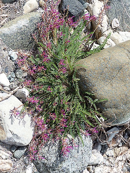 Foto:: Wanderung zum Fluss Cecina / Pomarance / 07.05.2015 (Foto,Fotos,Bilder,Bild,)