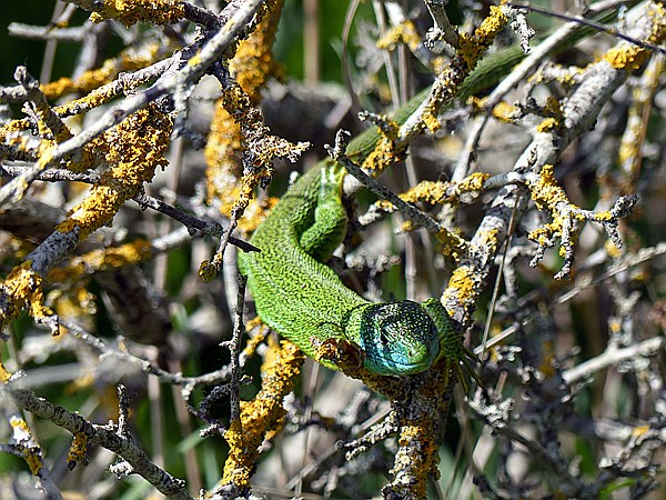 Foto:: Wanderung zum Fluss Cecina / Pomarance / 07.05.2015 (Foto,Fotos,Bilder,Bild,)