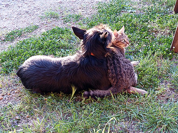 Foto:: Pension Sant Emilia / Pomaranace / 07.05.2015 (Foto,Fotos,Bilder,Bild,)