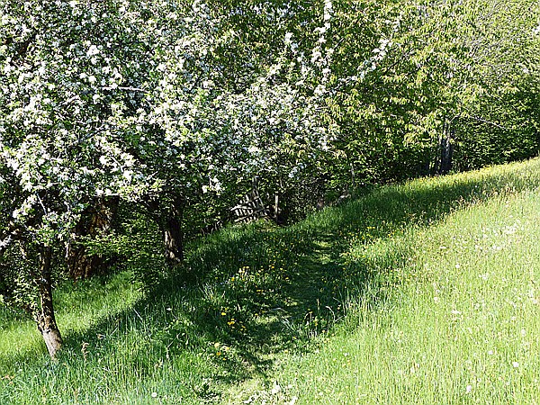 Foto:: Wanderung / Oberinn / 17.05.2015 (Foto,Fotos,Bilder,Bild,)