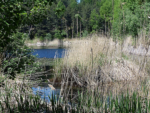 Foto:: Zum Aussichtspunkt / Wolfsgruben / 18.05.2015 (Foto,Fotos,Bilder,Bild,)