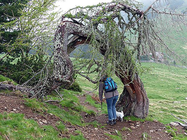 Foto:: Wanderung / Schwarzseespitz - Oberinn / 19.05.2015 (Foto,Fotos,Bilder,Bild,)