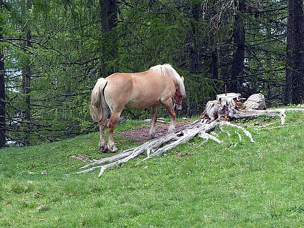 Foto:: Wanderung / Schwarzseespitz - Oberinn / 19.05.2015 (Foto,Fotos,Bilder,Bild,)