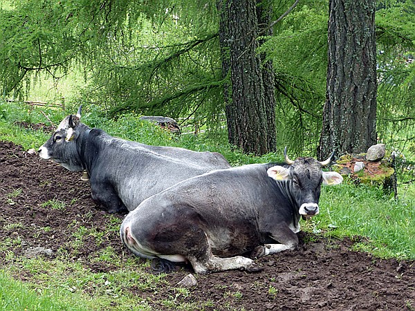 Foto:: Wanderung / Schwarzseespitz - Oberinn / 19.05.2015 (Foto,Fotos,Bilder,Bild,)