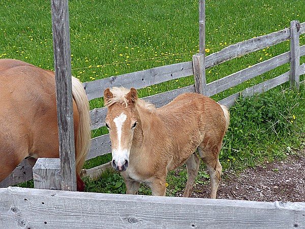 Foto:: Wanderung / Schwarzseespitz - Oberinn / 19.05.2015 (Foto,Fotos,Bilder,Bild,)