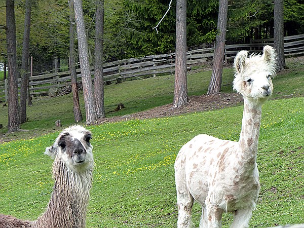 Foto:: Alpakas / Oberbozen / 22.05.2015 (Foto,Fotos,Bilder,Bild,)