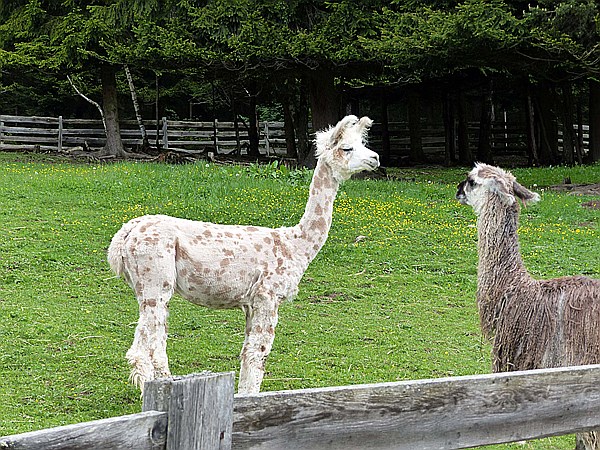 Foto:: Alpakas / Oberbozen / 22.05.2015 (Foto,Fotos,Bilder,Bild,)
