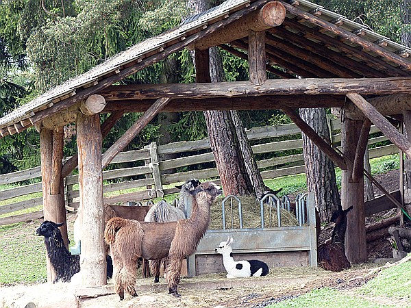 Foto:: Alpakas / Oberbozen / 22.05.2015 (Foto,Fotos,Bilder,Bild,)