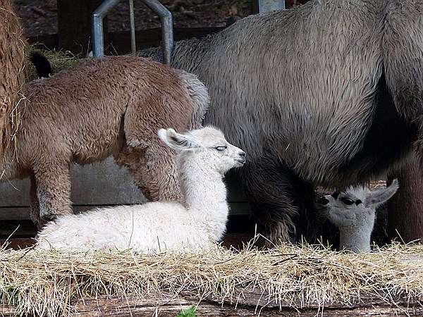 Foto:: Alpakas / Oberbozen / 22.05.2015 (Foto,Fotos,Bilder,Bild,)