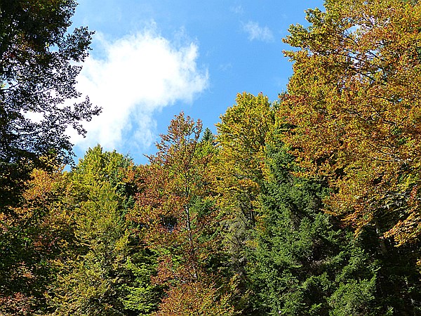 Foto:: Wanderung zur Kohlroeslhuette / Techendorf / 20.09.2015 (Foto,Fotos,Bilder,Bild,)