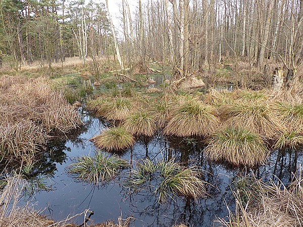 Foto:: Wanderung ins Hochmoor / Markgrafenheide / 07.02.2016 (Foto,Fotos,Bilder,Bild,)