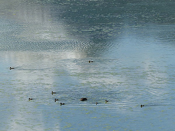 Foto:: Isarstausee + Huettelbachklamm Rundgang / Kruen / 07.05.2016 (Foto,Fotos,Bilder,Bild,)