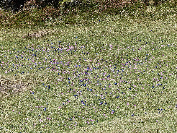 Foto:: Wanderung / Mittenwald - Kruen / 08.05.2016 (Foto,Fotos,Bilder,Bild,)