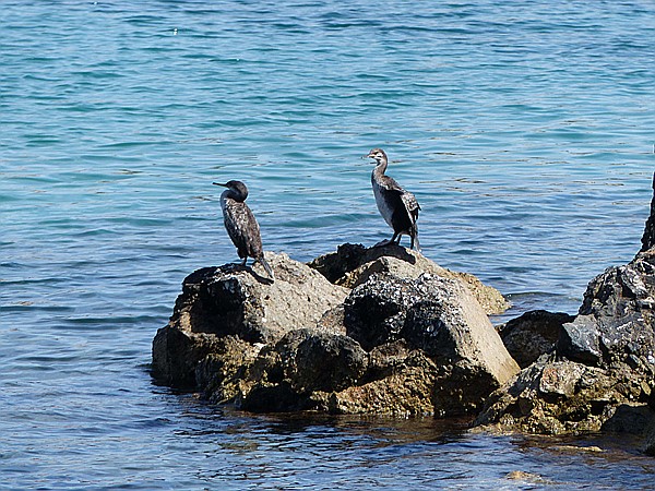 Foto:: Rundgang / Port de Soller / 24.05.2016 (Foto,Fotos,Bilder,Bild,)