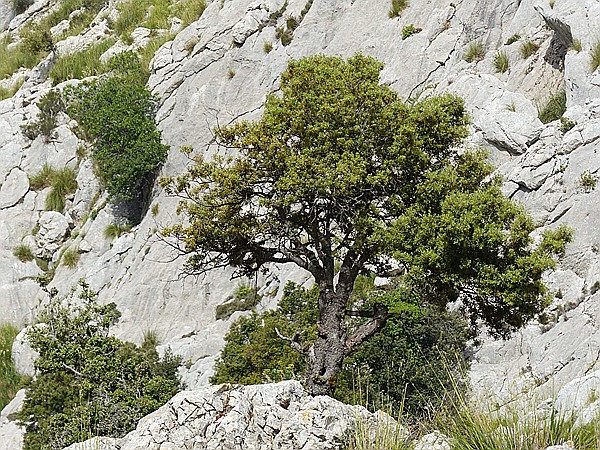 Foto:: Wanderung Cami des Barrances / Soller / 26.05.2016 (Foto,Fotos,Bilder,Bild,)