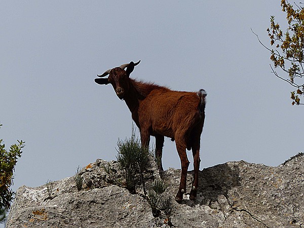 Foto:: Wanderung Cami des Barrances / Soller / 26.05.2016 (Foto,Fotos,Bilder,Bild,)