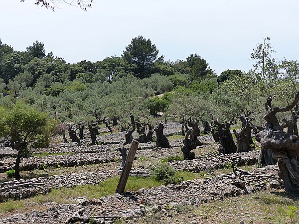 Foto:: Wanderung vom Mirador de ses Barques / Port de Soller / 28.05.2016 (Foto,Fotos,Bilder,Bild,)