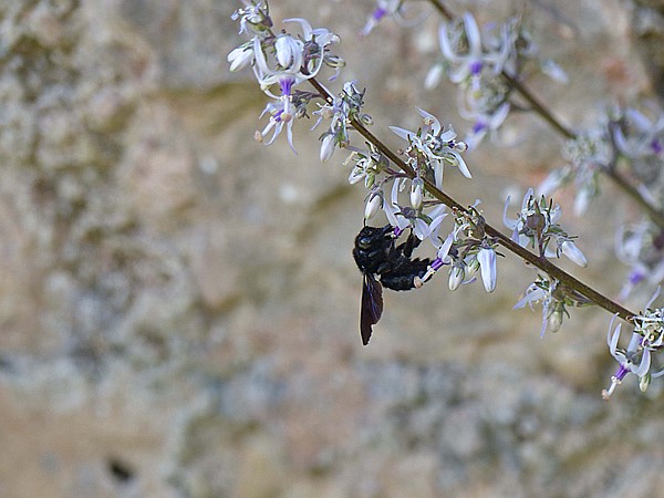 Foto:: Botanischer Garten / Soller / 30.05.2016 (Foto,Fotos,Bilder,Bild,)
