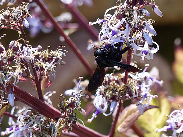 Foto:: Botanischer Garten / Soller / 30.05.2016 (Foto,Fotos,Bilder,Bild,)