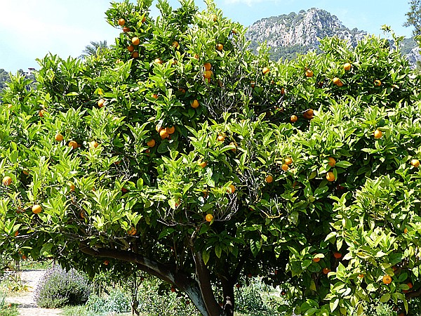 Foto:: Botanischer Garten / Soller / 30.05.2016 (Foto,Fotos,Bilder,Bild,)