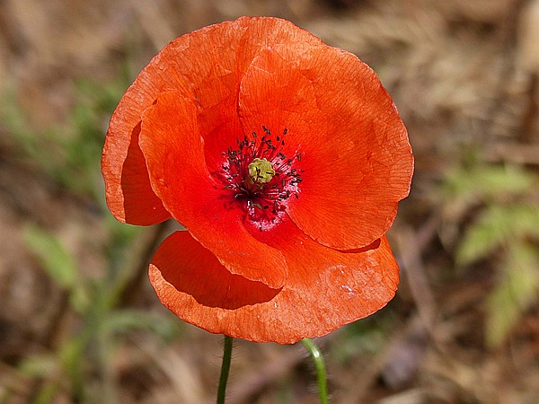 Foto:: Botanischer Garten / Soller / 30.05.2016 (Foto,Fotos,Bilder,Bild,)