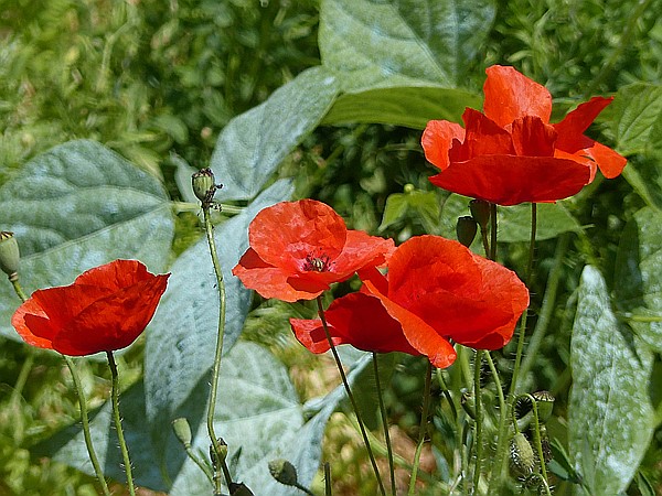 Foto:: Botanischer Garten / Soller / 30.05.2016 (Foto,Fotos,Bilder,Bild,)