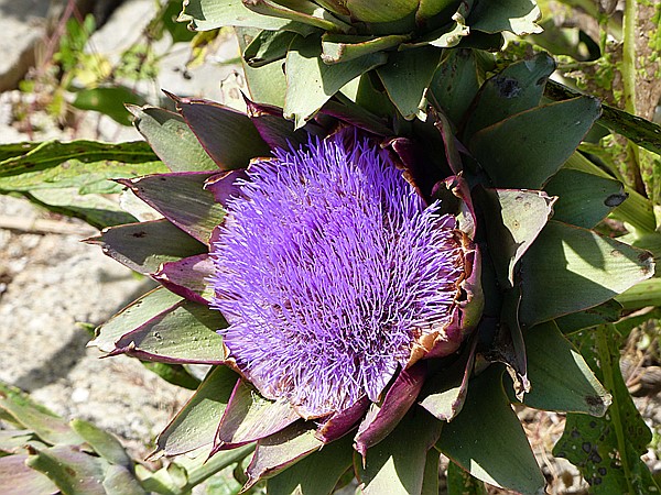 Foto:: Botanischer Garten / Soller / 30.05.2016 (Foto,Fotos,Bilder,Bild,)