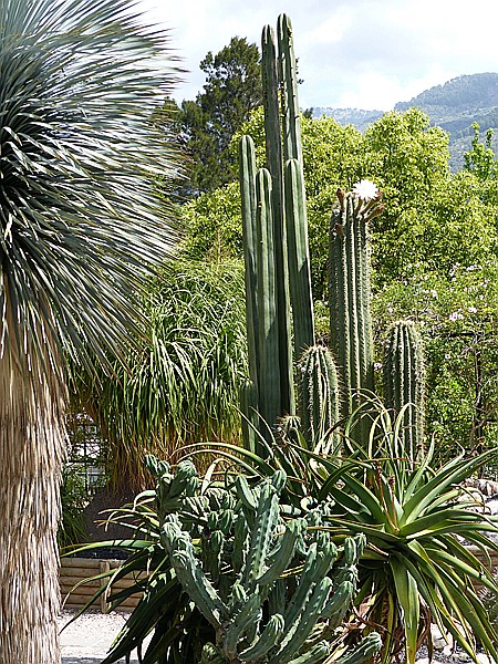 Foto:: Botanischer Garten / Soller / 30.05.2016 (Foto,Fotos,Bilder,Bild,)