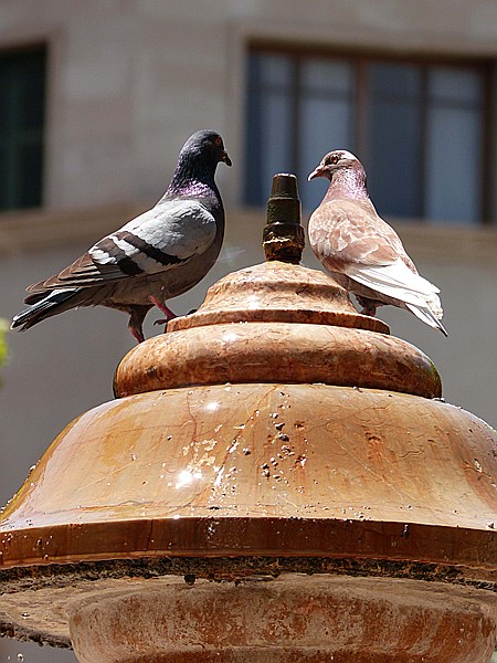 Foto:: Tauben / Soller / 30.05.2016 (Foto,Fotos,Bilder,Bild,)