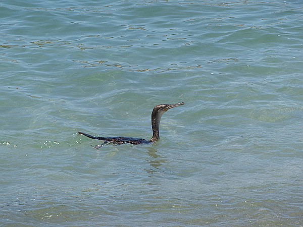 Foto:: Kormoran / Port de Soller / 31.05.2016 (Foto,Fotos,Bilder,Bild,)