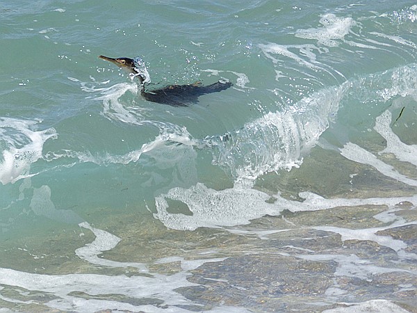 Foto:: Kormoran / Port de Soller / 31.05.2016 (Foto,Fotos,Bilder,Bild,)