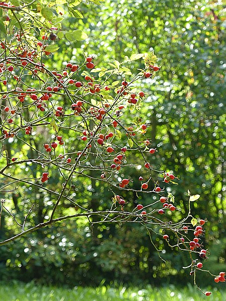 Foto:: Rundwanderung / Wolkenstein / 29.09.2016 (Foto,Fotos,Bilder,Bild,)
