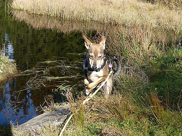 Foto:: Wanderung / Mitterfirmiansreut - Hammerklause / 24.10.2016 (Foto,Fotos,Bilder,Bild,)