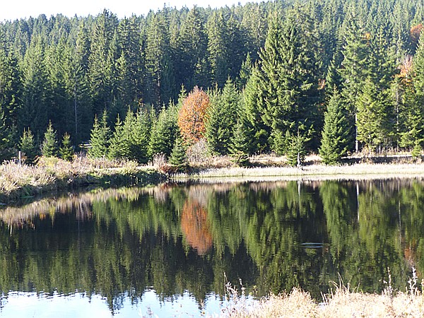 Foto:: Wanderung / Mitterfirmiansreut - Hammerklause / 24.10.2016 (Foto,Fotos,Bilder,Bild,)