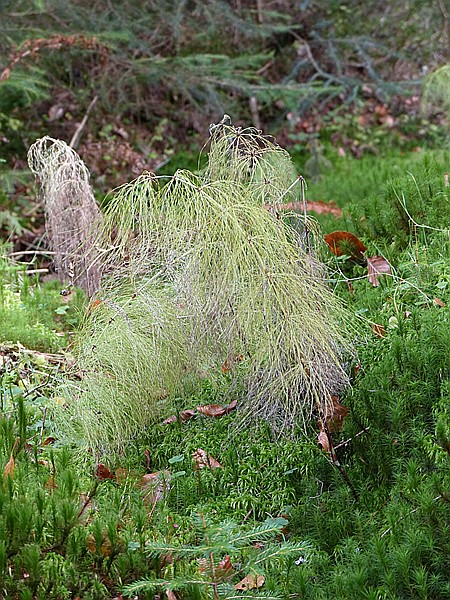 Foto:: Wanderung / Mitterfirmiansreut - Hammerklause / 24.10.2016 (Foto,Fotos,Bilder,Bild,)