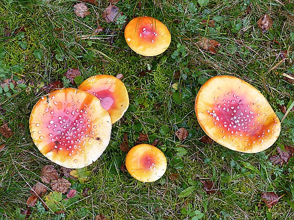 Foto:: Tierfreigehege Ludwigsthal / Lindberg / 25.10.2016 (Foto,Fotos,Bilder,Bild,)