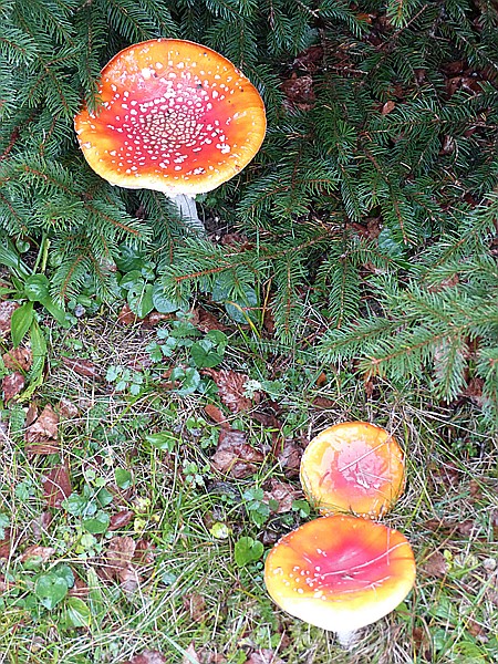 Foto:: Tierfreigehege Ludwigsthal / Lindberg / 25.10.2016 (Foto,Fotos,Bilder,Bild,)