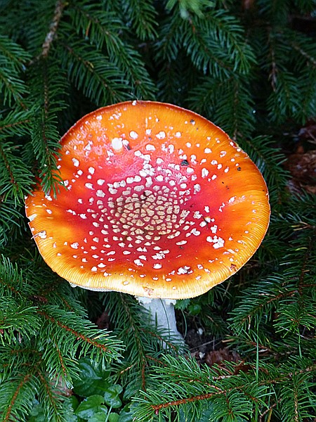 Foto:: Tierfreigehege Ludwigsthal / Lindberg / 25.10.2016 (Foto,Fotos,Bilder,Bild,)